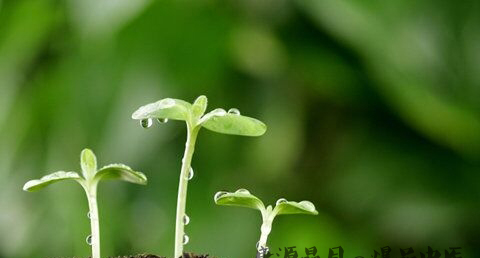 清明节是什么时候 清明节是什么时候