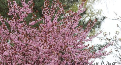 苏州清明节吃什么 苏州清明节吃什么