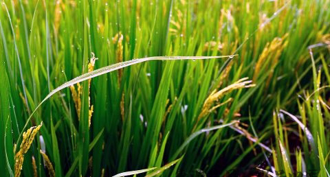 小满节气出生好不好 小满节气出生好不好