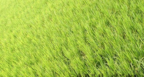 小暑节气含义 小暑节气含义