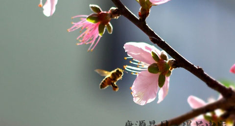 北京立春的习俗