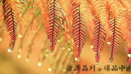 2014寒露是什么时候?天气还热吗 2014寒露是什么时候?天气还热吗