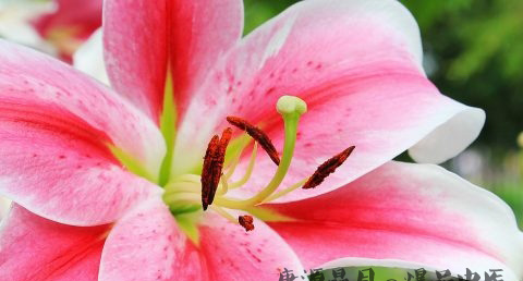 西方的母亲节的来历 西方的母亲节的来历