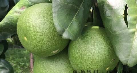 大寒时节吃什么最养生 大寒时节吃什么最养生