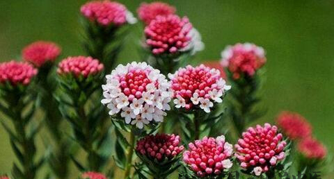 小暑节气起源 小暑节气起源