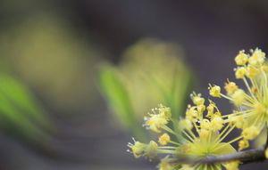 重阳节为什么要插茱萸 重阳节为什么要插茱萸