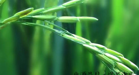 小满节气的习俗 小满节气的习俗