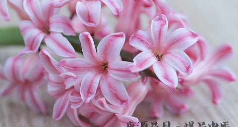 父亲节送什么花好 父亲节送什么花好