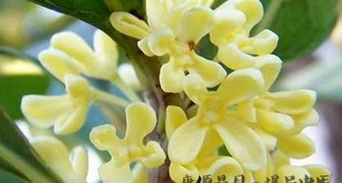 中秋节送长辈礼品 中秋节送长辈礼品