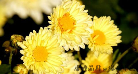 重阳节要干什么 重阳节要干什么