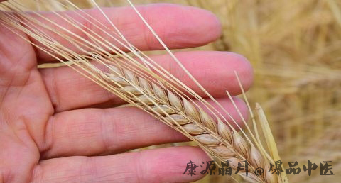 小满是哪天 小满是哪天