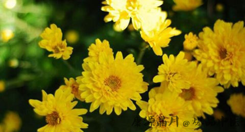 人们把重阳还看做什么 人们把重阳还看做什么