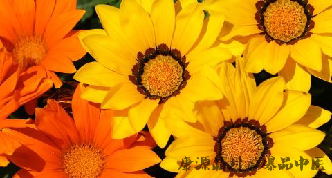 九九重阳节是什么生肖 九九重阳节是什么生肖