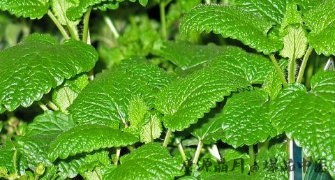夏至节气有什么花 夏至节气有什么花