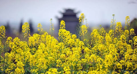 清明节是什么时候 清明节是什么时候