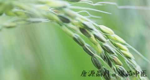 小满节气的由来 小满节气的由来