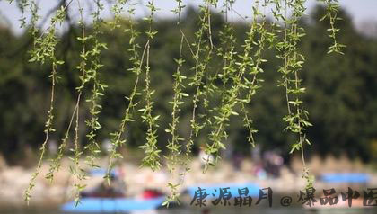 清明节为什么要插柳 清明节为什么要插柳