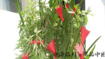端午节为什么挂艾草 端午节为什么挂艾草