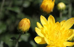 重阳节为什么要赏菊 重阳节为什么要赏菊