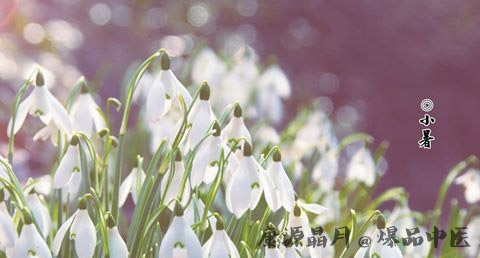节气小暑是什么意思 节气小暑是什么意思