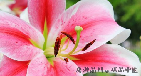 母亲节送什么花 母亲节送什么花