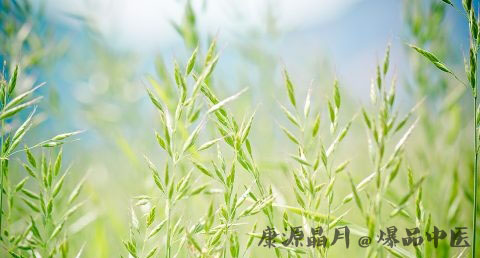 端午节的习俗 端午节的习俗