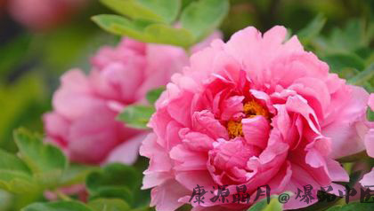 谷雨节气的两则传说 谷雨节气的两则传说