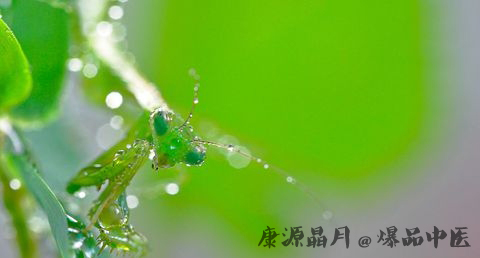小暑是什么意思 小暑是什么意思