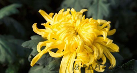 重阳节的意思 重阳节的意思