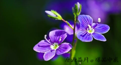 谷雨节气生孩子好吗