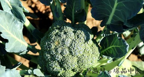 夏至要吃什么 夏至要吃什么