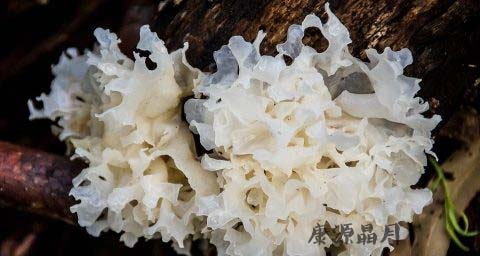 春天怎么吃银耳 春天怎么吃银耳