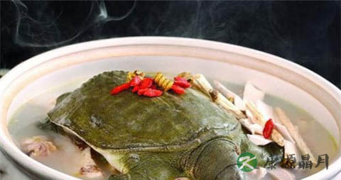 春季吃甲鱼的做法 春季吃甲鱼的做法