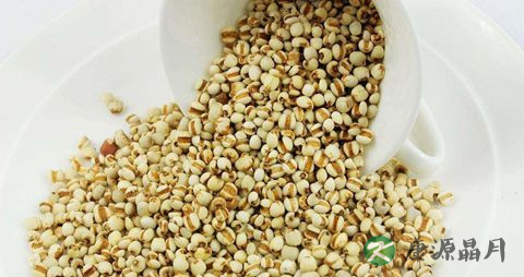 薏米在春季吃好吗 薏米在春季吃好吗