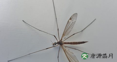 夏季如何防蚊虫叮咬 夏季如何防蚊虫叮咬