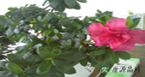 夏季喝什么茶减肥养颜 夏季喝什么茶减肥养颜