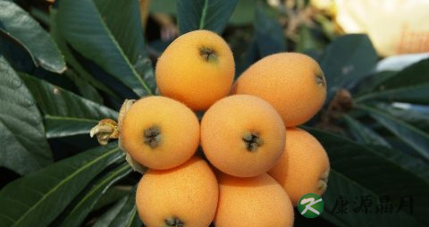 夏季哮喘的食疗方法 夏季哮喘的食疗方法