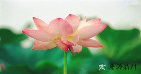 夏季如何去火 夏季如何去火