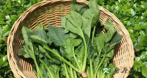 夏季吃什么菜减肥 夏季吃什么菜减肥