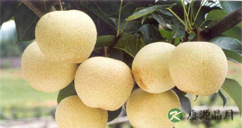 秋天上火便秘怎么办 秋天上火便秘怎么办