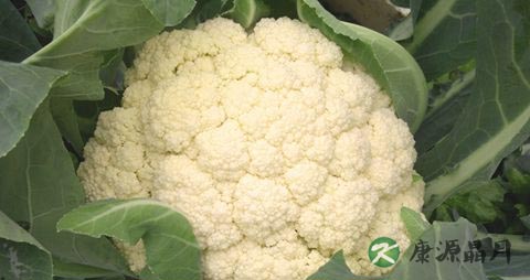 进入冬季吃什么菜 进入冬季吃什么菜