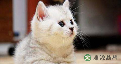 入冬吃猫肉的禁忌 入冬吃猫肉的禁忌