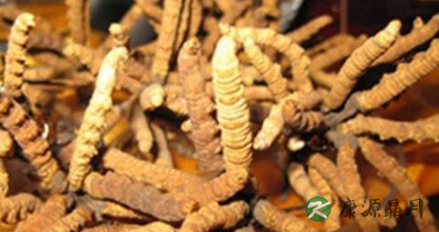 冬虫夏草在冬天怎么吃好 冬虫夏草在冬天怎么吃好