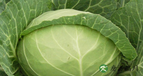 南方秋冬季吃什么蔬菜好 南方秋冬季吃什么蔬菜好