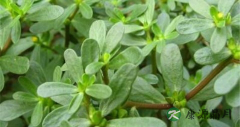 马屎汗怎么用 马屎汗怎么用