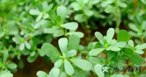 马屎汗怎么用 马屎汗怎么用