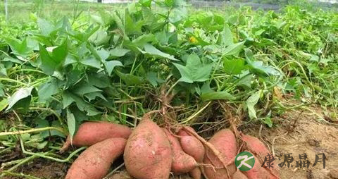 疳积脾虚怎么医治调养 疳积脾虚怎么医治调养