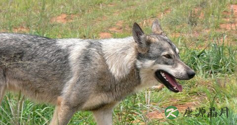 狂犬病能治好吗 狂犬病能治好吗