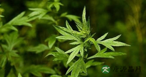 吃草头会拉肚子吗 吃草头会拉肚子吗