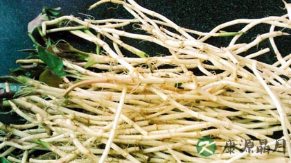 夏季清热养肺最好野菜——鱼腥草 夏季清热养肺最好野菜——鱼腥草